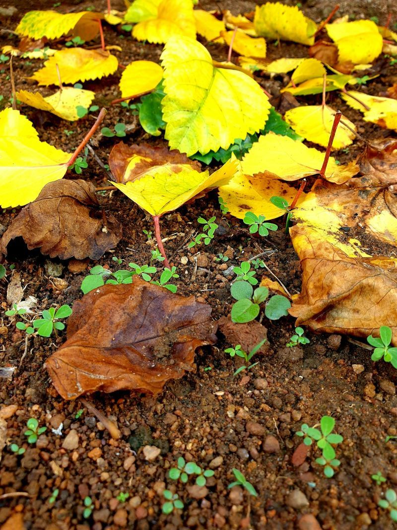 Strategic Human Resource Planning